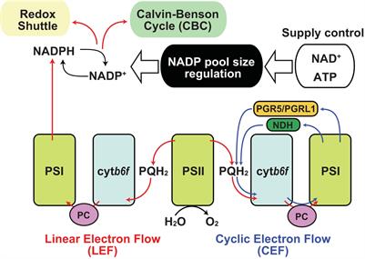 Inter-Organelle NAD Metabolism Underpinning Light Responsive NADP Dynamics in Plants